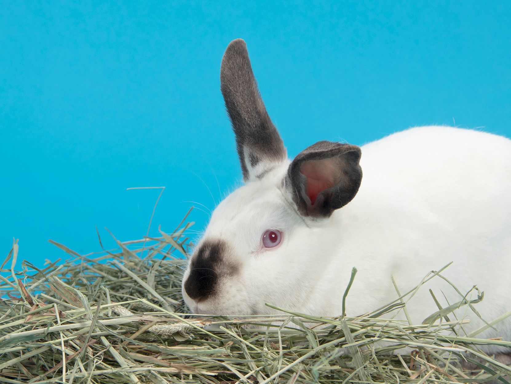 Last week's pet, still available: Autumn